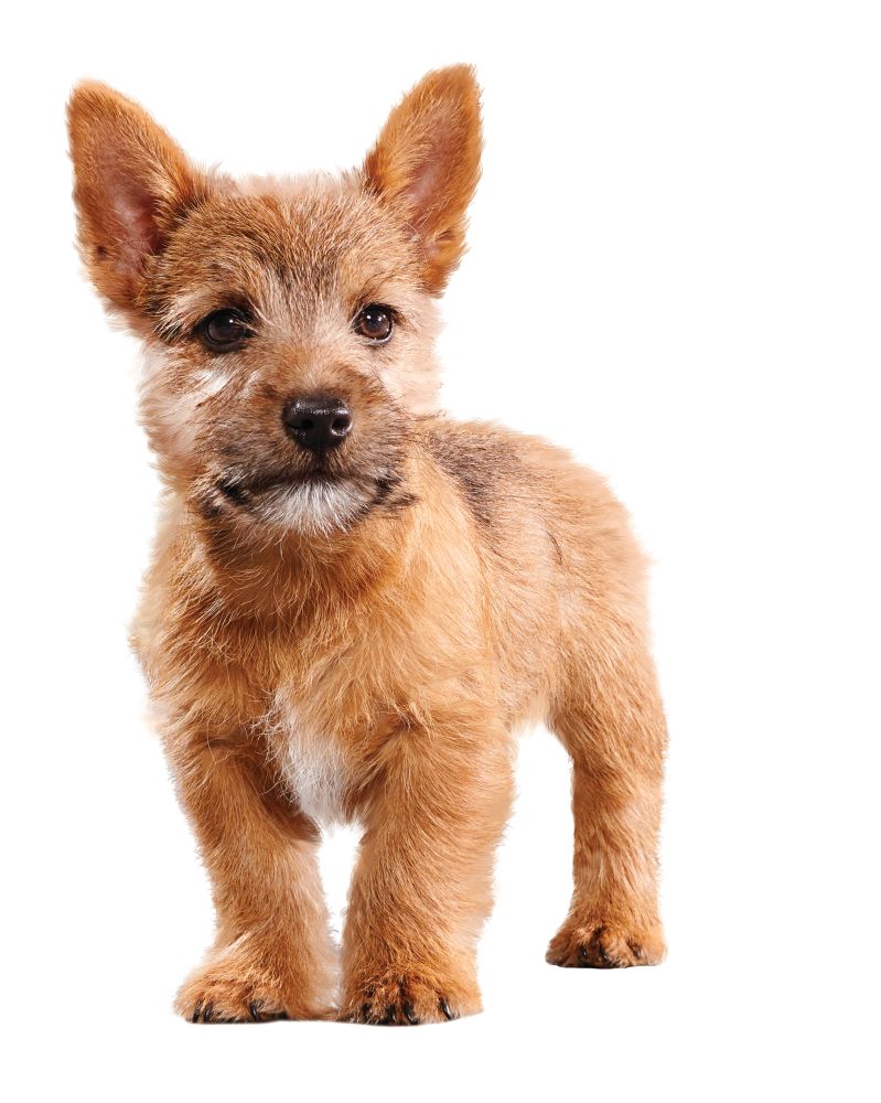 EUK Puppy Small Breed 4,5LB