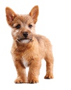 EUK Puppy Small Breed 4,5LB