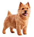 EUK Senior Small Breed 4,5LB