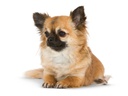 BHN Chihuahua Adult 12x85Gs
