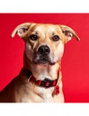 Collar  Red Nylon M