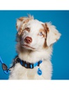 Collar Blue Nylon S