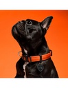Collar Orange Nylon L