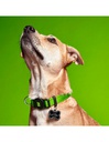 Collar Green Nylon S