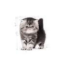 FBN Kitten Persian 32 2KG