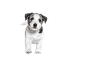 SHN PRO Mini Puppy 15KG