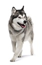 CCN Maxi Joint Care 10KG