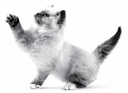 FHN Kitten Instinctive 12x85Gs