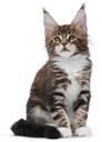 FHN Kitten Sterilised 2KG