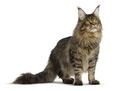 FCN Urinary Feline Care 2KG