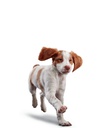 EUK Puppy Lamb &amp; Rice 15LB