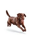 EUK Fit Body Large Breed 15LB