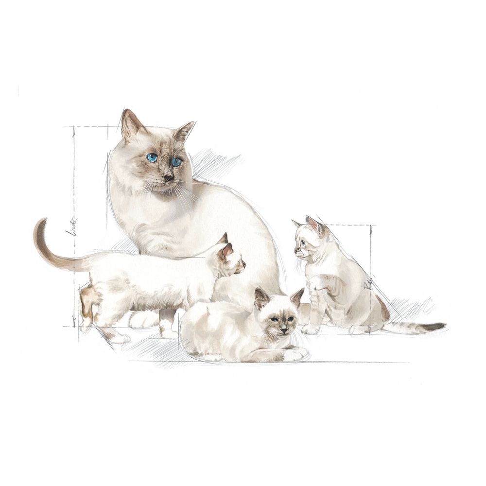 FHN Baby Cat Milk 300Gs
