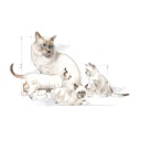 FHN Baby Cat Milk 300Gs
