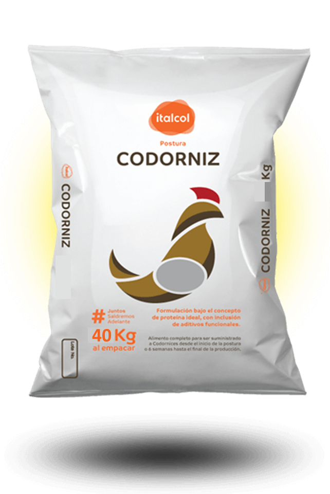 Codorniz Quebrantado / Broken Quail