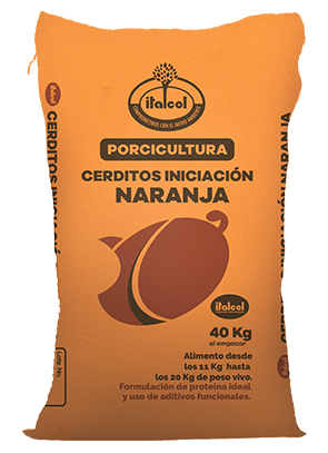 Little Orange Initiation Piggy 40KG.