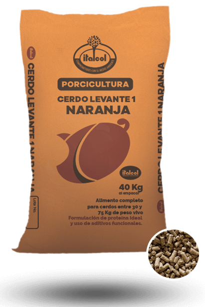 Orange Pigs Raised 40KG.