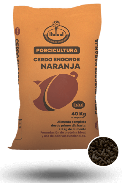 Orange Fattening Pig 40KG.