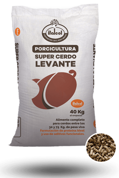 Super Pig Raised 40KG.