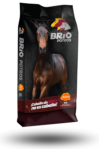 Brio Foals 40KG.