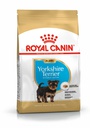BHN Yorkshire Puppy 1,5KG