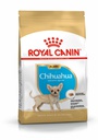 BHN Chihuahua Puppy 1,5KG