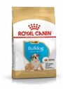 BHN Bulldog Puppy 3KG
