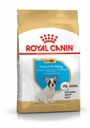 BHN French Bulldog Puppy 3KG