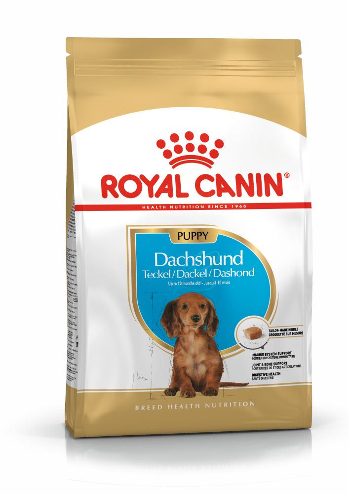 BHN Dachshund Puppy 1,5KG