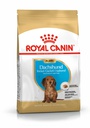 BHN Dachshund Puppy 1,5KG