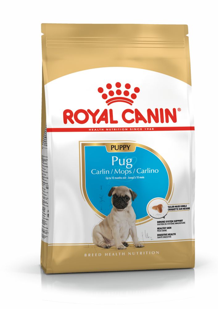 BHN Pug Puppy 1,5KG