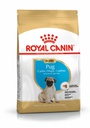 BHN Pug Puppy 1,5KG