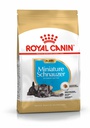 BHN Schnauzer Puppy 1,5KG