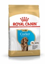 BHN Cocker Puppy 3KG