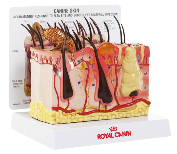 Canine Skin Vet Model