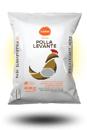 [10002015] Polla Levante / Chicken Raised