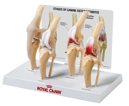 [990310008] 4 Stages Canine Knee Vet Model