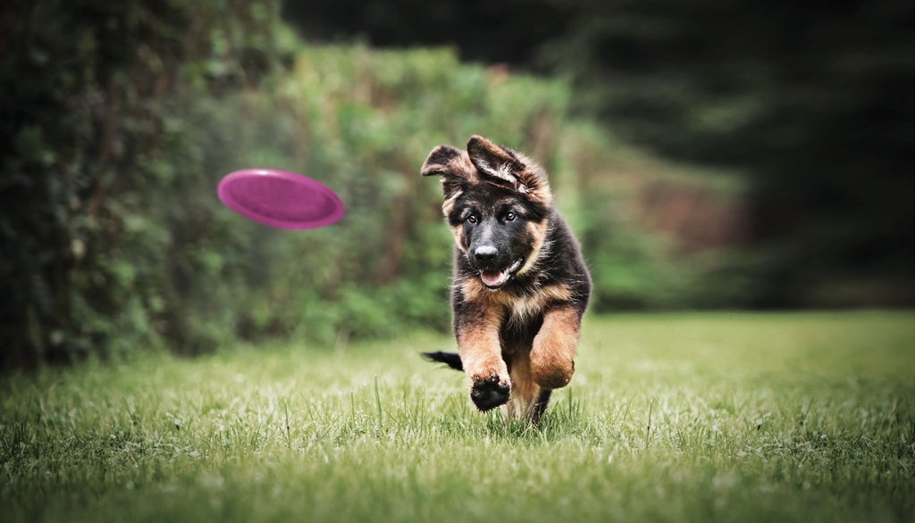 German Shepherd Puppy