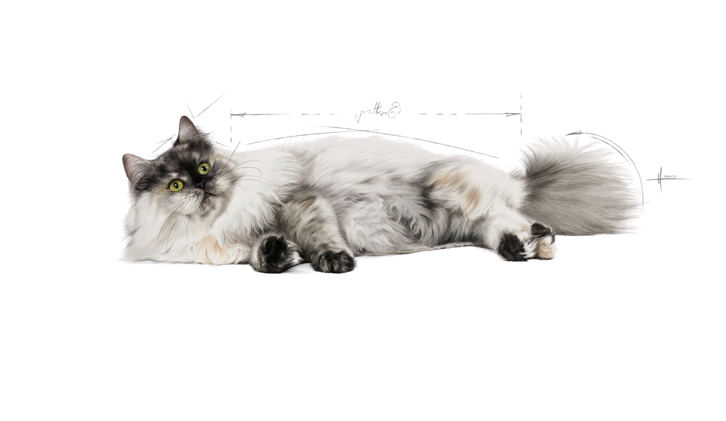 Cat Encyclopedia 1