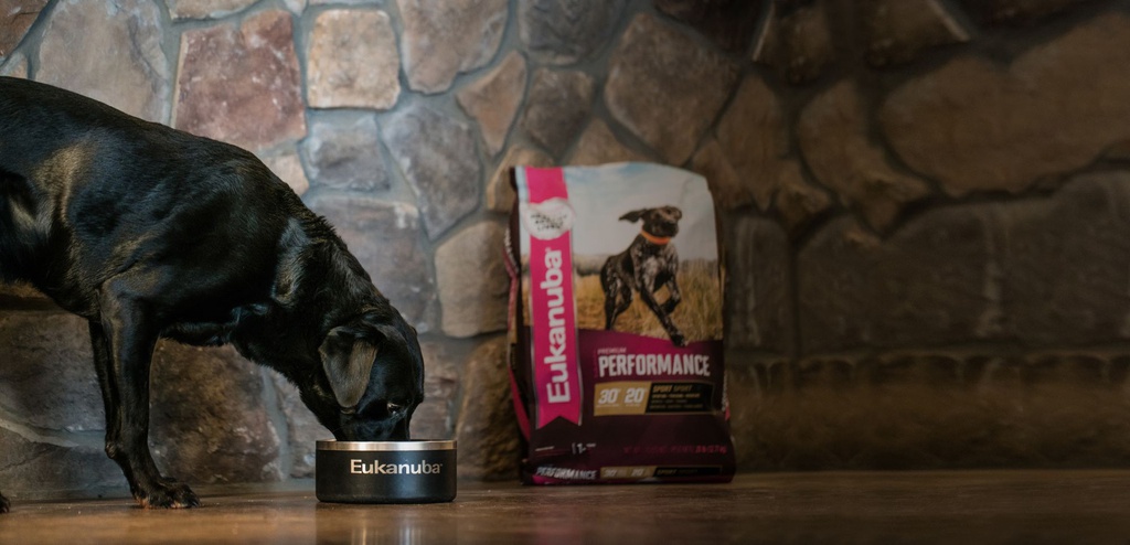 Dog and performance bag