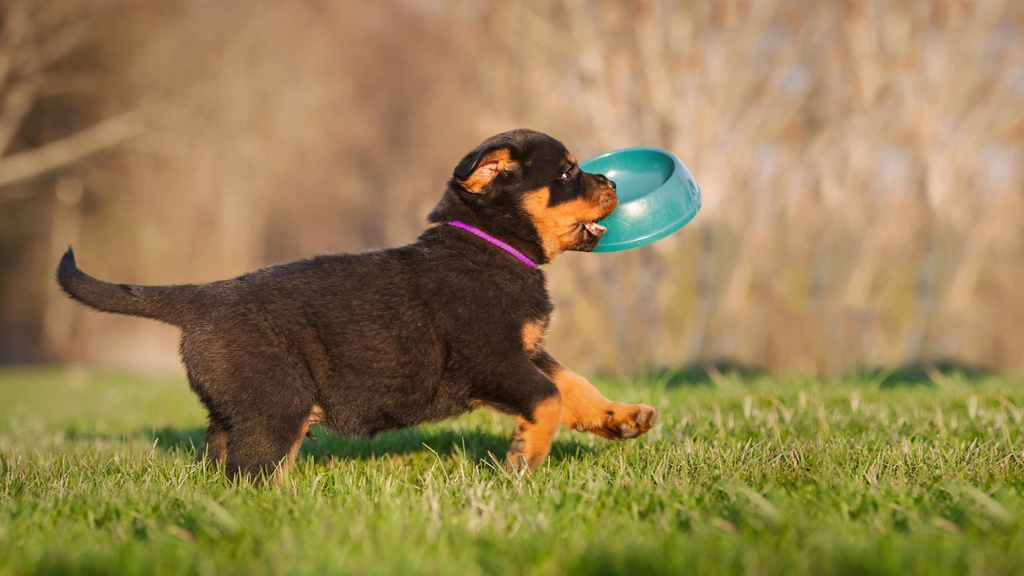 Rottweiler Puppy