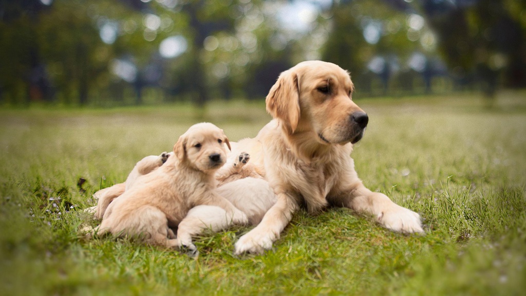 Puppy and mother