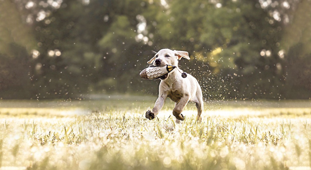 Puppy  Meadow