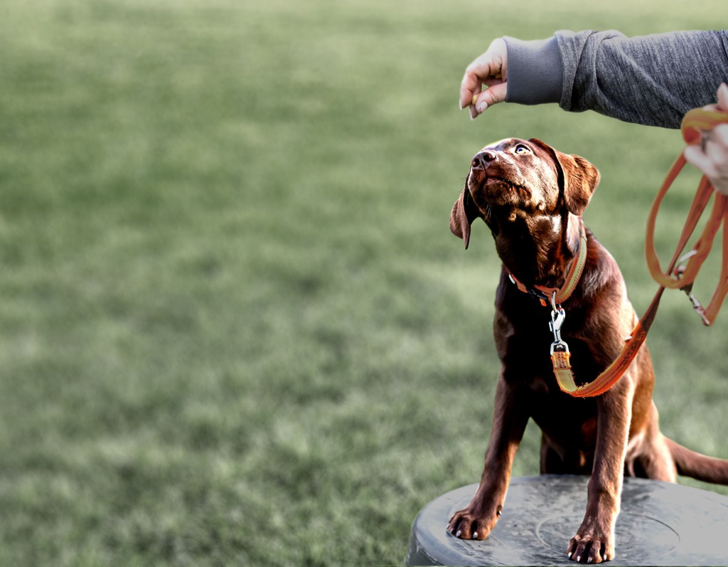 Puppy Training