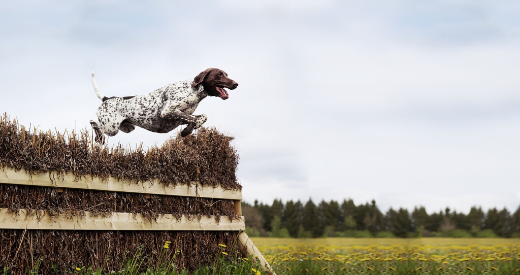 Jumping dog