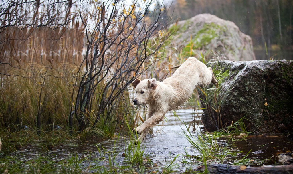 Dog and River