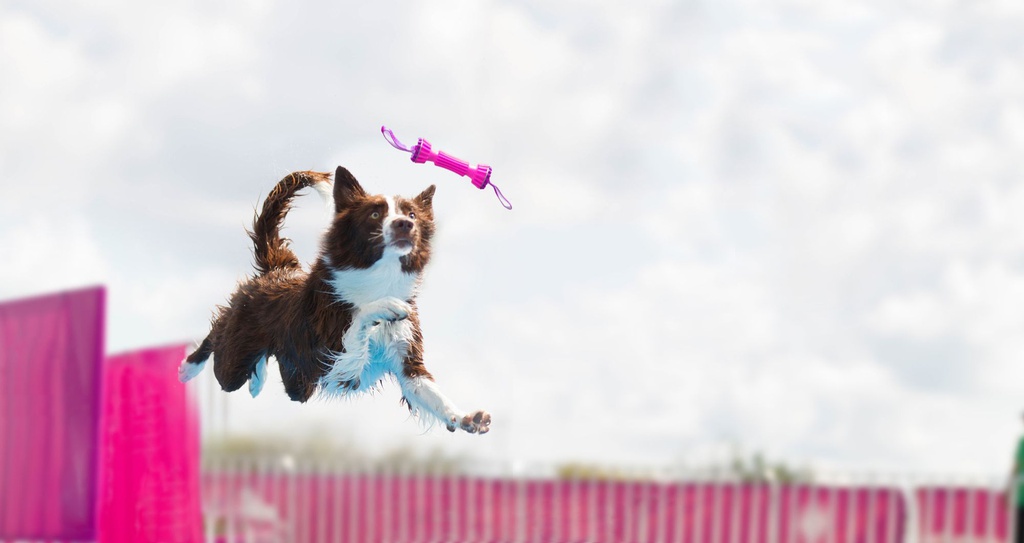 Dog Training