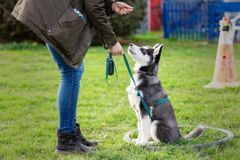 Puppy Obedience