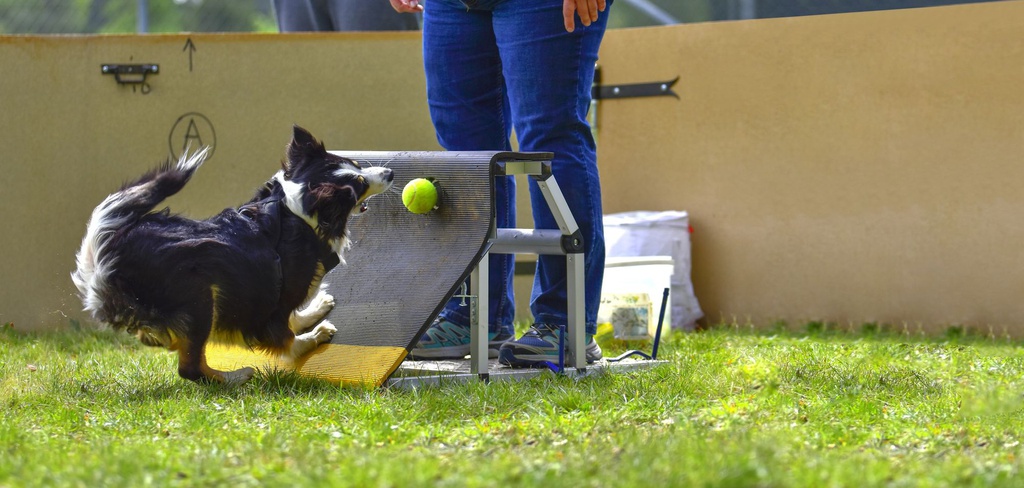 Dog activities