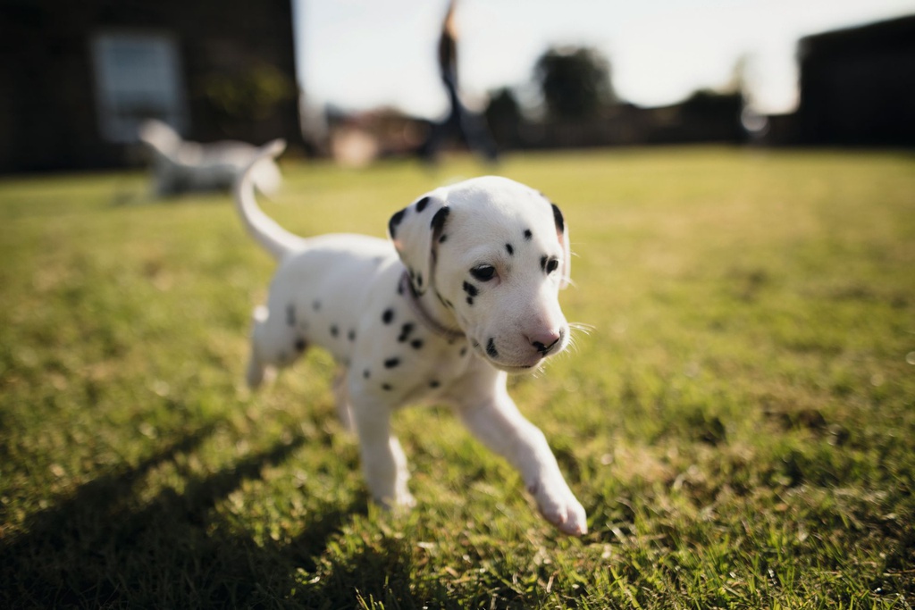 Dalmata Puppy